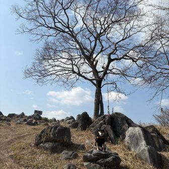 大きな木と青空。
今日もいい山時間でした。