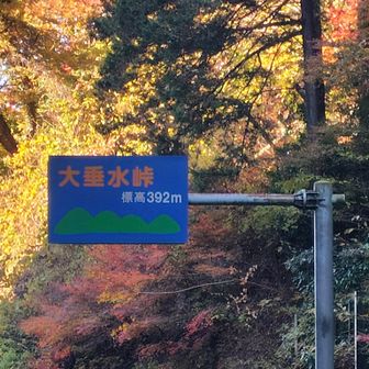 この辺りは見ごろ