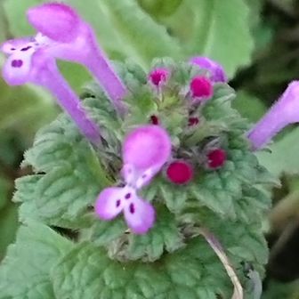 ピカリンじじい😁