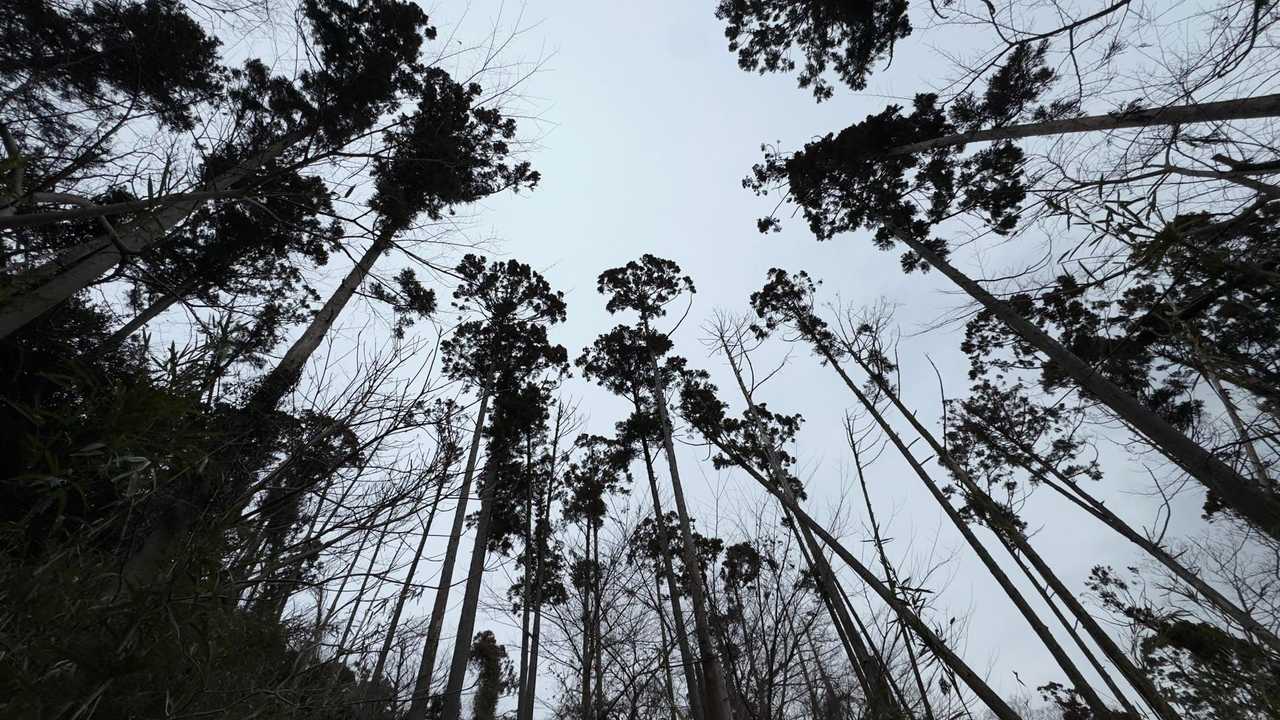 鎌倉アルプス縦走 の写真 20