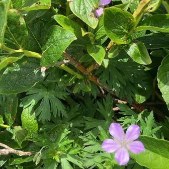 ハクサンフウロ（白山風露）

花言葉は『変わらぬ信頼』…ですって！

てっきり『可愛いだけじゃ、ダメですか？』とかだと…意外と硬派やな
