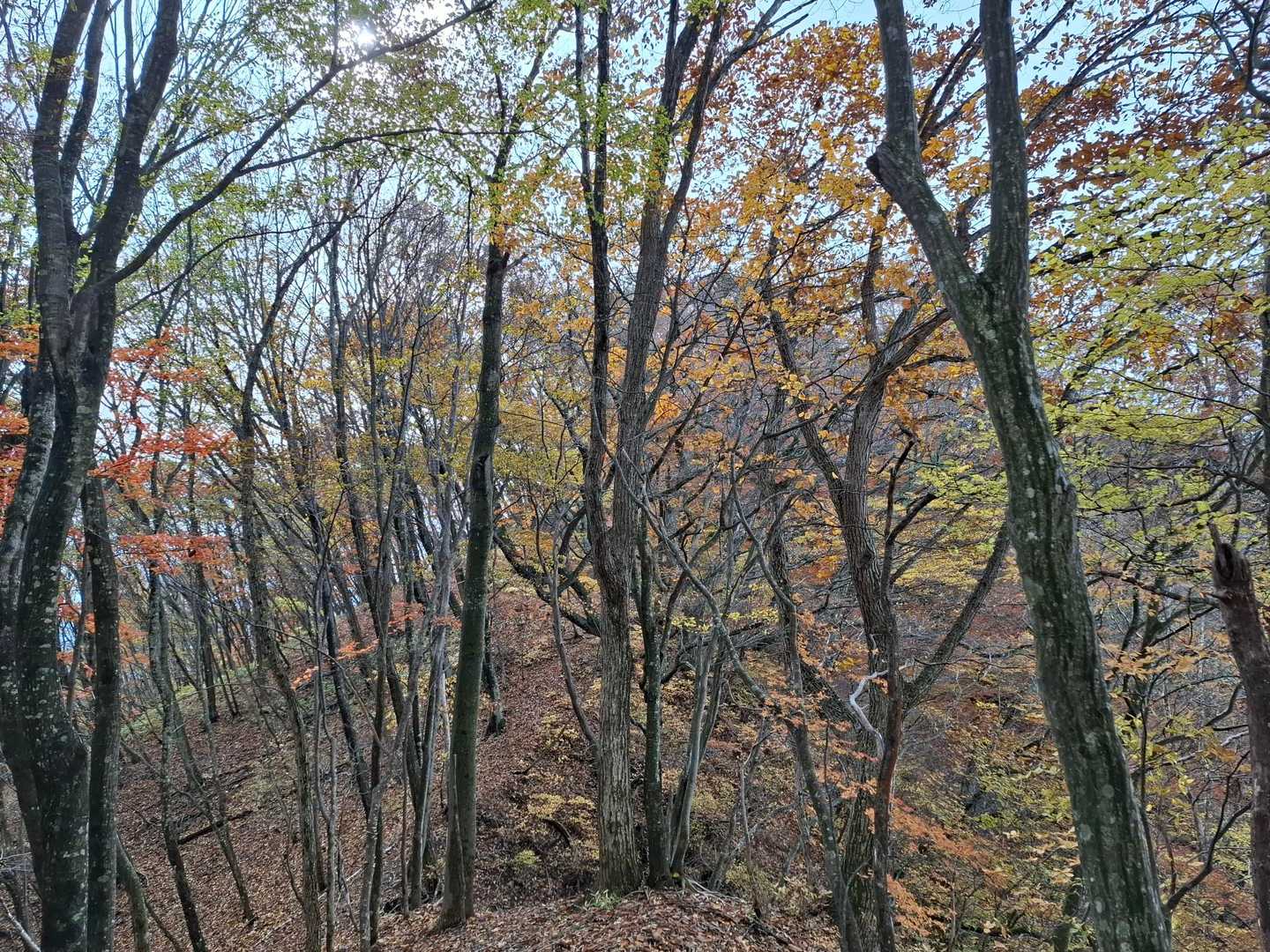 写真撮るといまいちなんだけど、肉眼で見るとキレイなの🍁