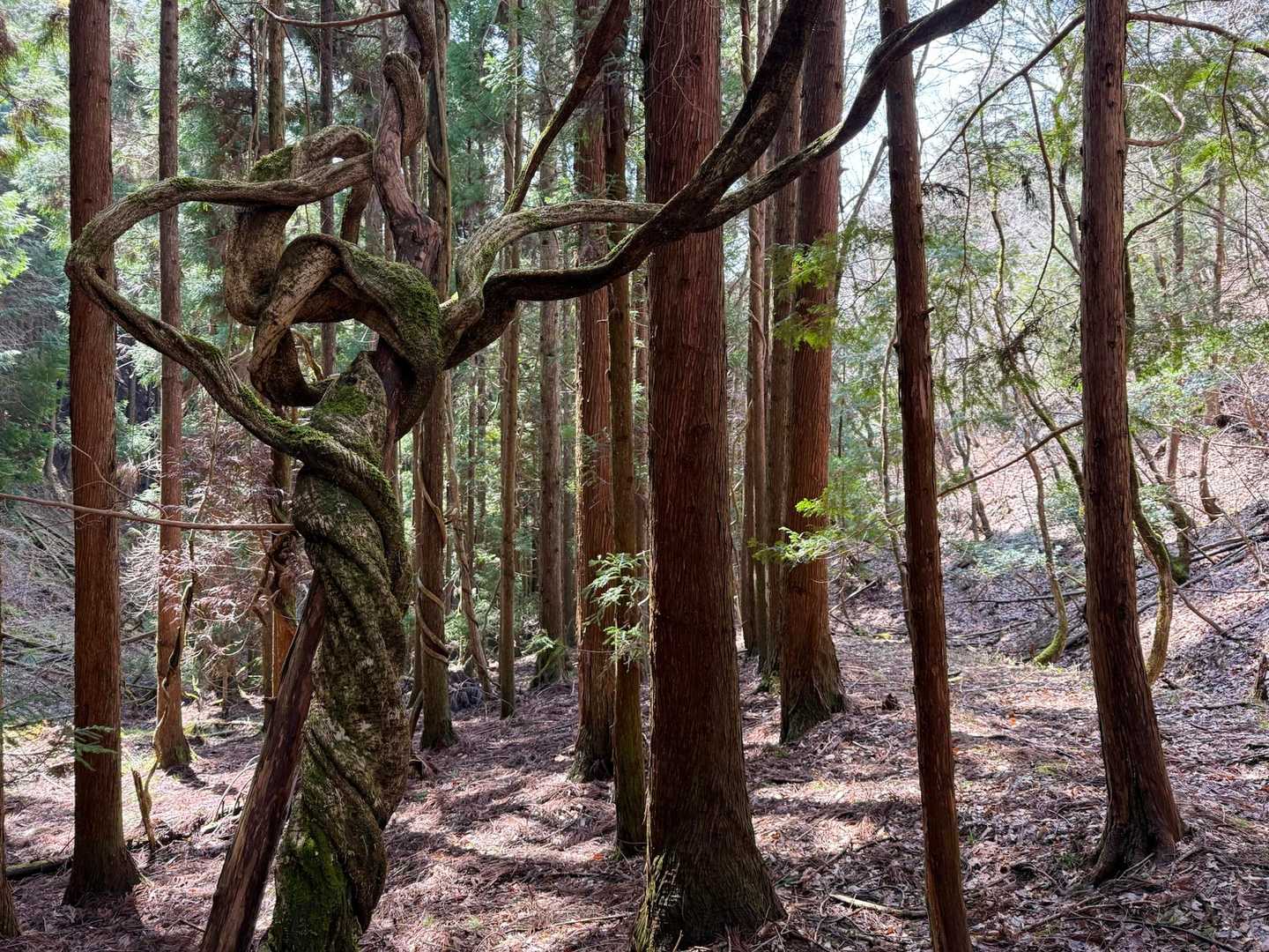 なんか 妖しい