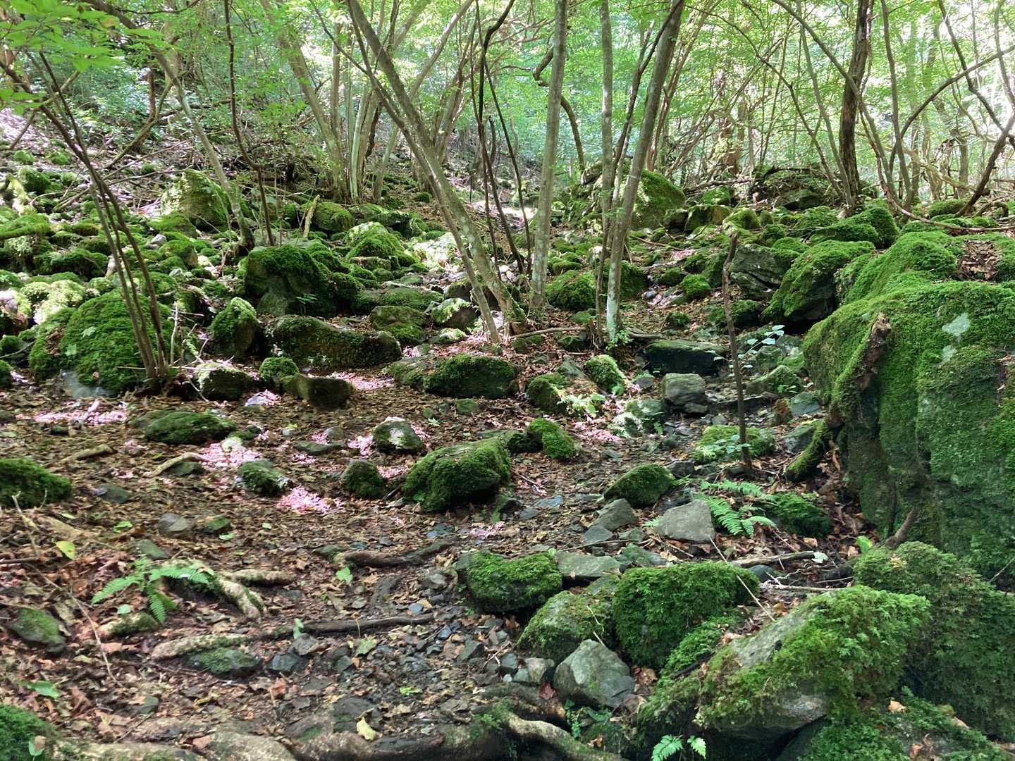 千足バス停-大怒田山-大岳鍾乳洞入口バス停 縦走コースの写真
