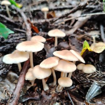 🍄‍🟫🍄‍🟫🍄‍🟫
ぴ〜さん、これ何ですか?🤩