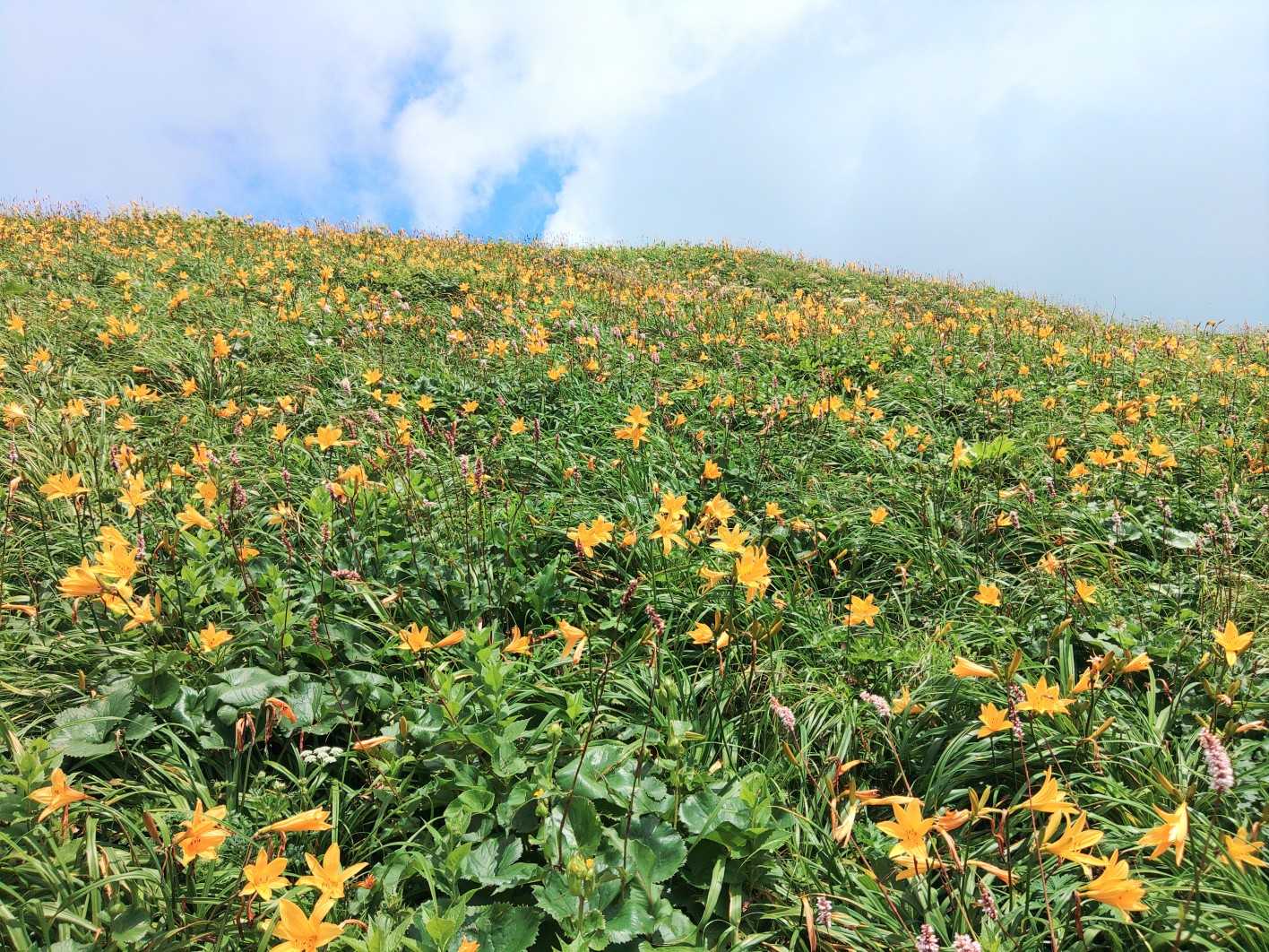 🌼🌼