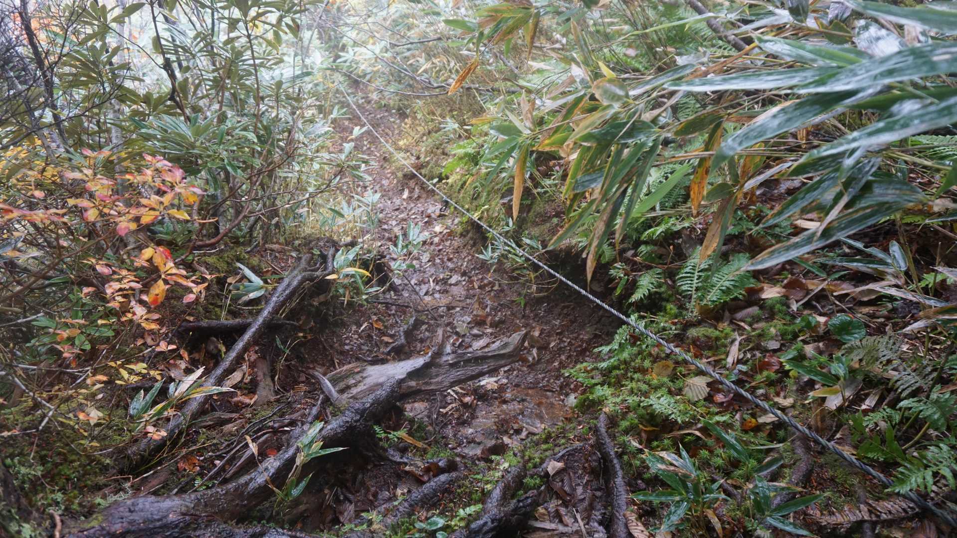 下りのロープ場。
足元ぬかるんでいるし、枯木に足ひっかけないように細心の注意を！