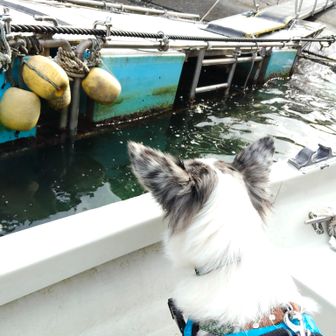 離れます！
この犬は水は好き？って聞かれたが
船頭さんのお話しでは　過去水の好きな犬種　ラブかな？は興奮して飛び込んだ子もいるって🤣
