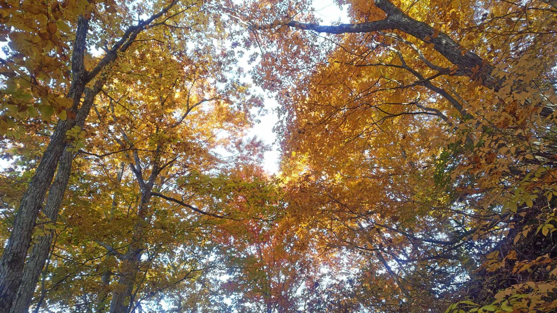 めっちゃ紅葉