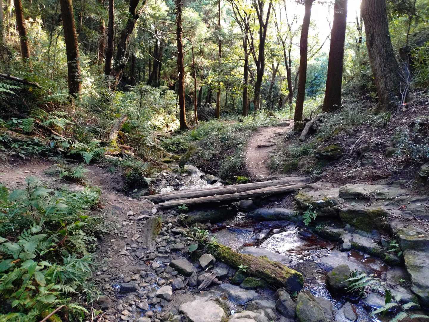 沢の左右どっちも歩けるのが微妙に楽しい👌