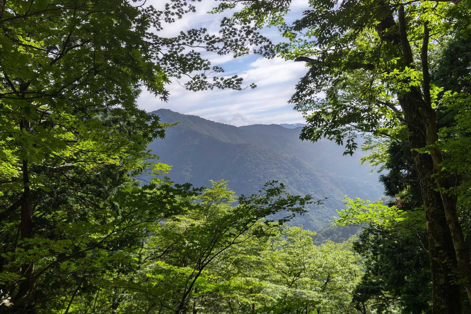 木々の間から見える大峯の山々にテンションアップ⤴️