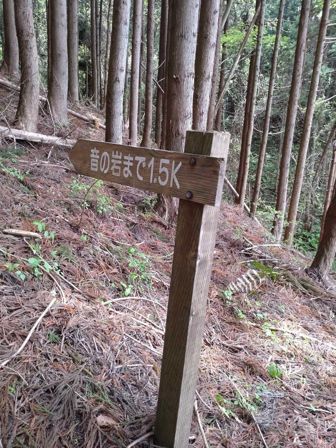 一盃山 往復コースの写真