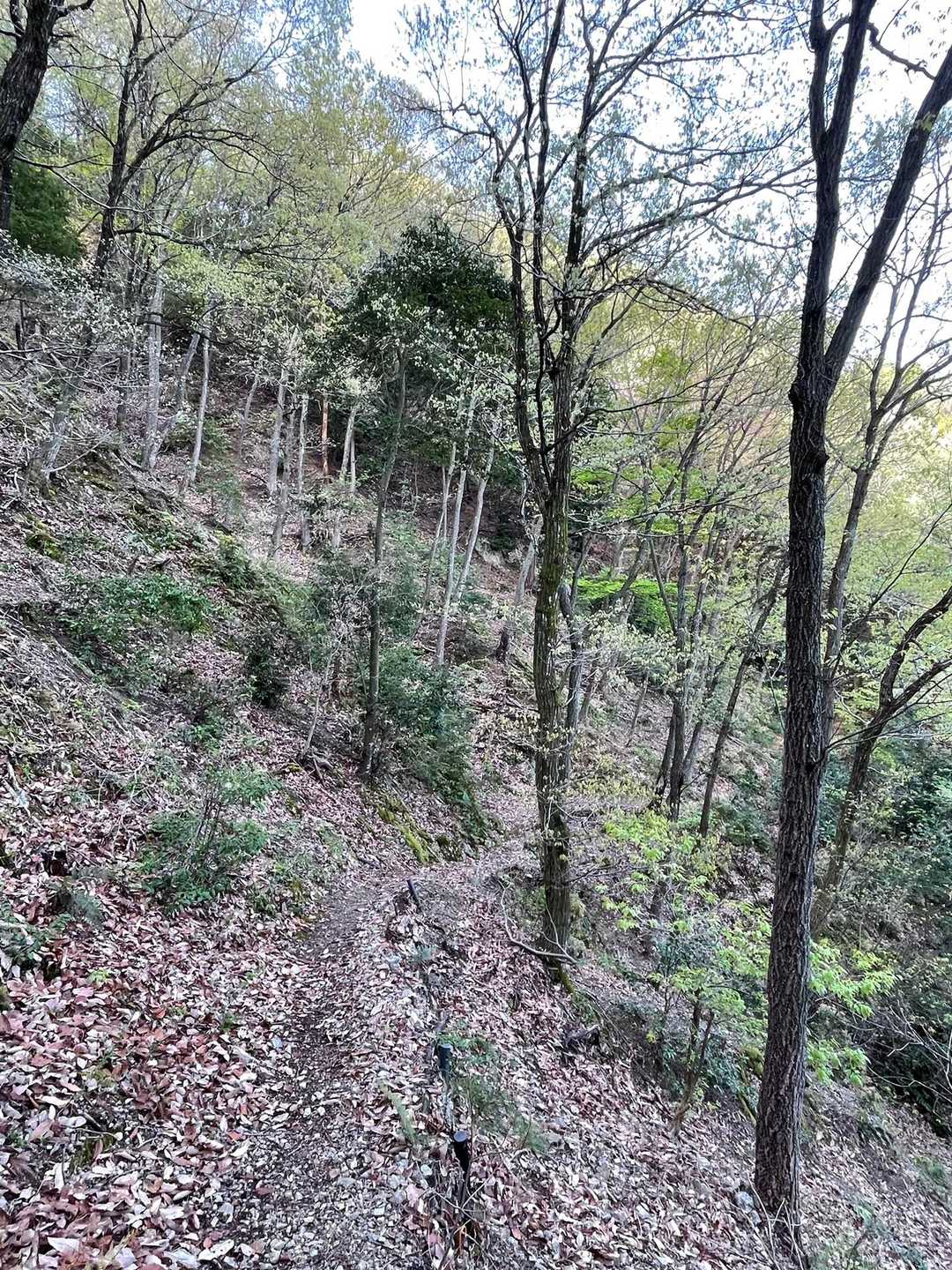 下りのコースは
木が高くて感じの良い森
