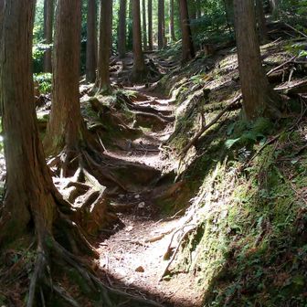 木の根っこの登りがやってきた