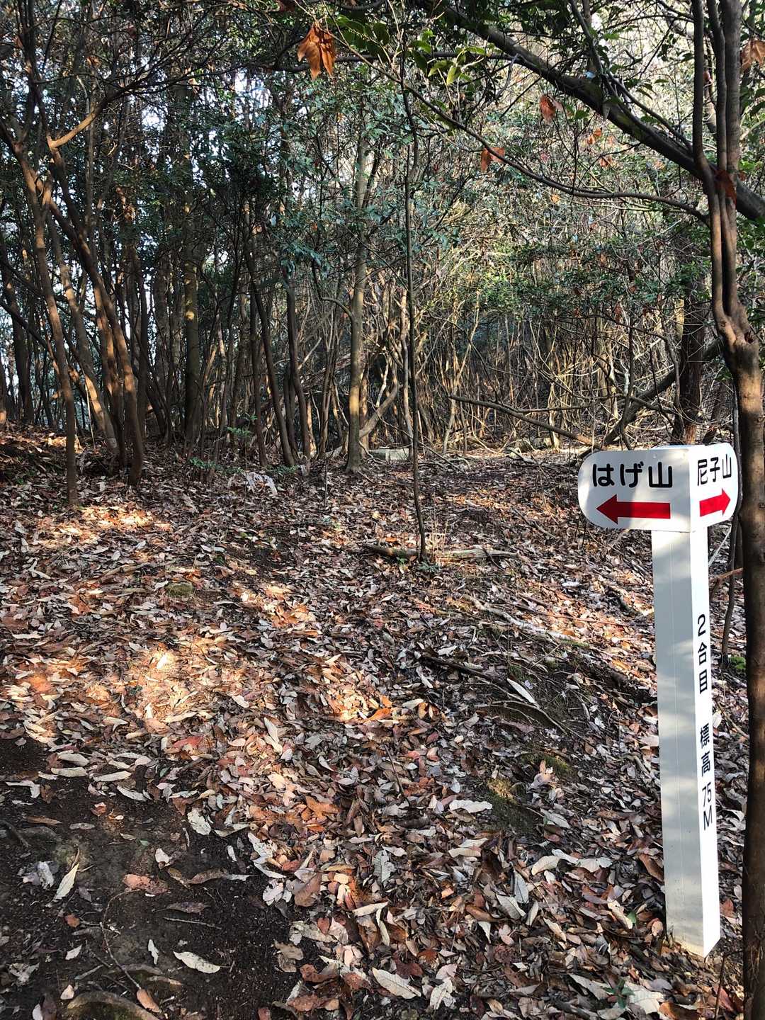 はげ山⛰へ‼️自分の頭は大丈夫です🤣