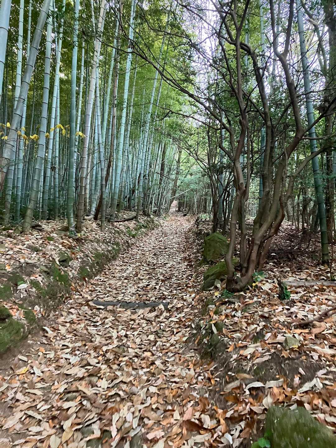落ち葉が滑る🍂