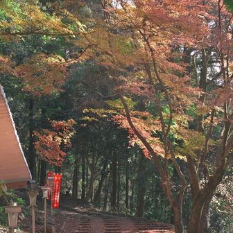 戻って来ました。
本殿の紅葉