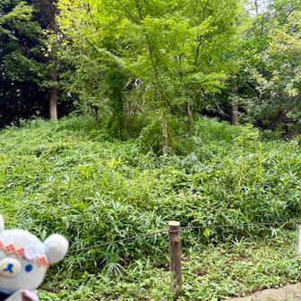 こちらは後円部＼( 'ω')／
半分以上は住宅地になっちゃったけど(ll'ω')

でも川沿いの高台の一等地…ホントなら公園全部宅地開発したいだろうに古墳の重要性に気づいた偉いヒトのおかげで守られたんだよね(#'ω')ﾖｶﾀ