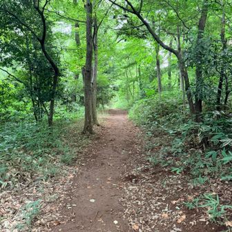 木陰の尾根道🛣️