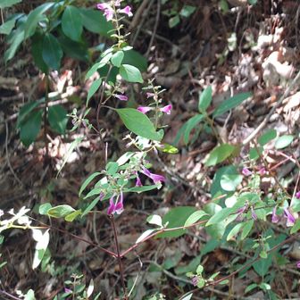 これは何の花かな？
