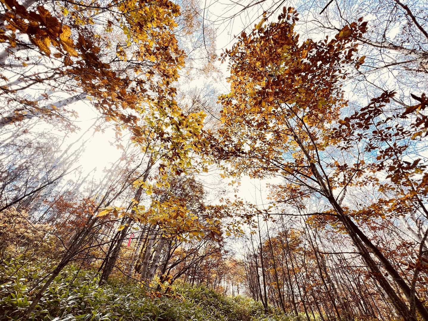紅葉🍁楽しめました
