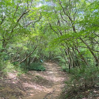 縦走路、ここが一番美しい