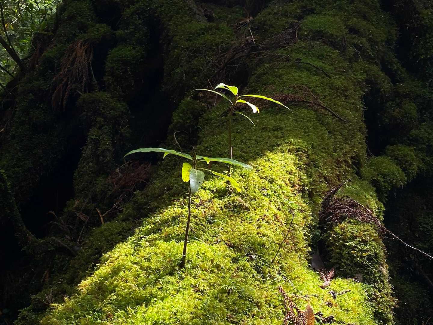 縄文杉-ウィルソン株-辻峠-白谷雲水峡登山口 縦走コースの写真