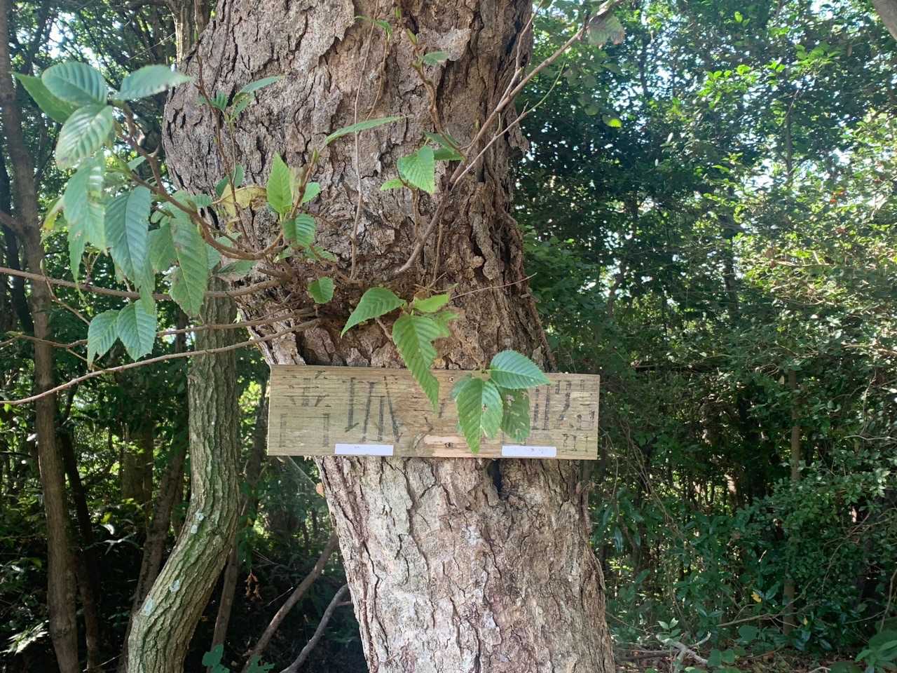 行者嶽-善城寺山 往復コースの写真