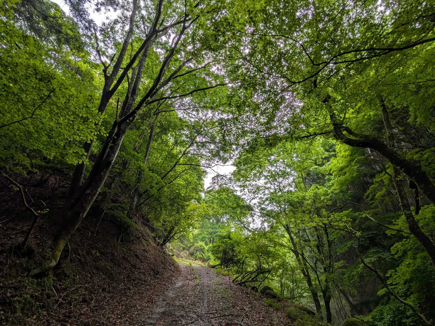 新緑💚も美しい