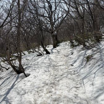 樹林帯をしばらく歩いて高度を下げます。