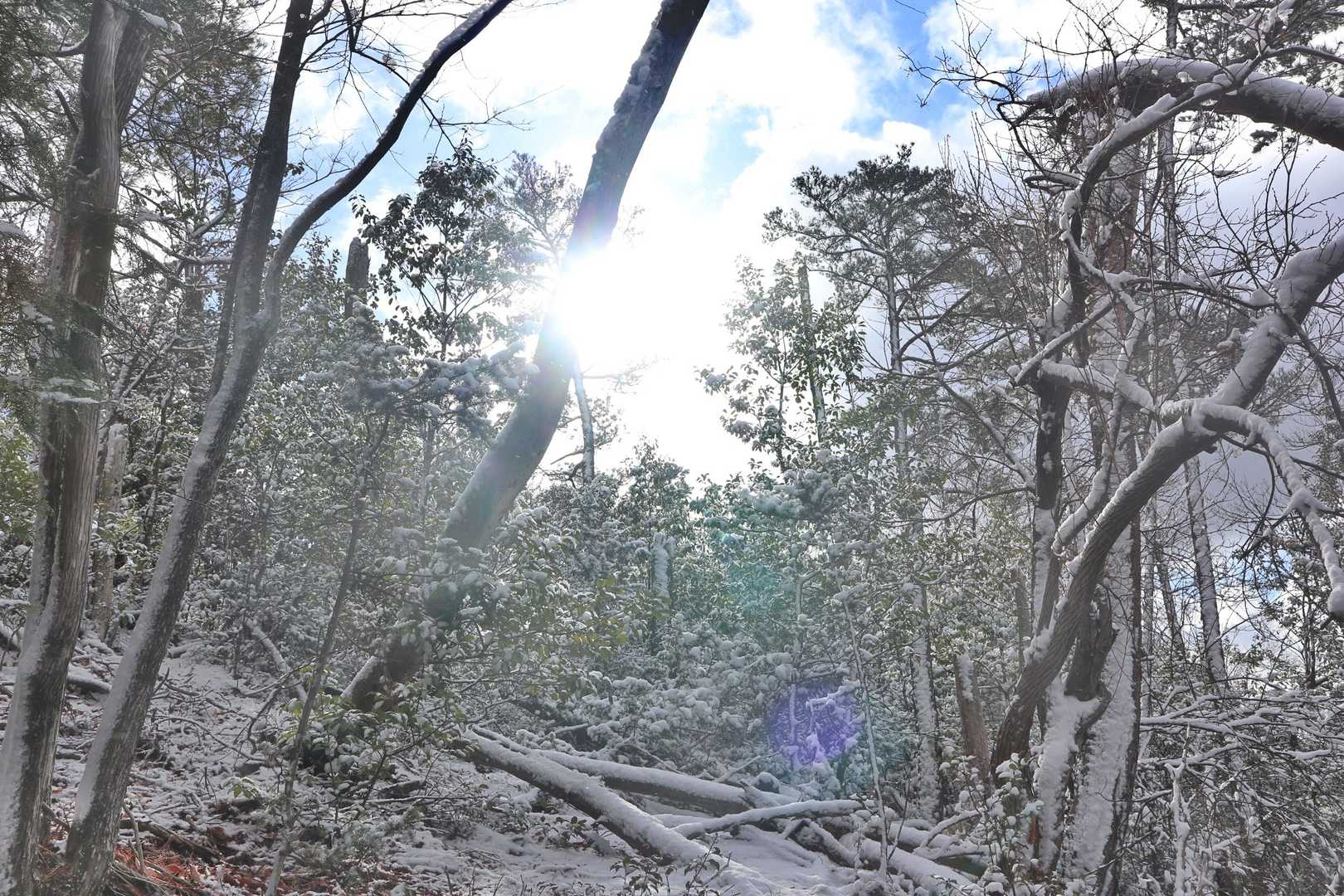 日が射すと雪がまぶしい。