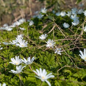 土手の上のオオイワウチワやオオミスミソウを見ながらのロード歩きで駐車場🅿️へ🎶

ピークハントにこだわらず、春爛漫の花園を、のんびり歩いて楽しみました🥰
今年も歩けた事に感謝です❣