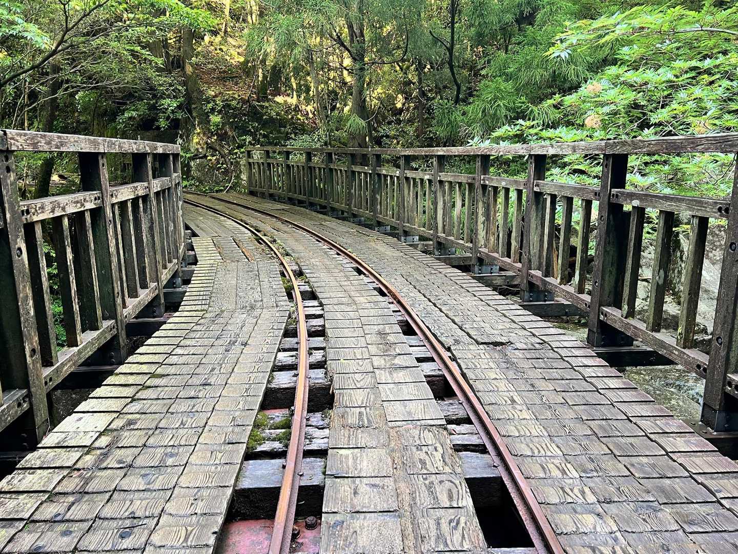 どんどんトロッコ道を歩くよ〜
すれ違いが大変だからウィルソン株は朝8時までには出発するといいよ！
