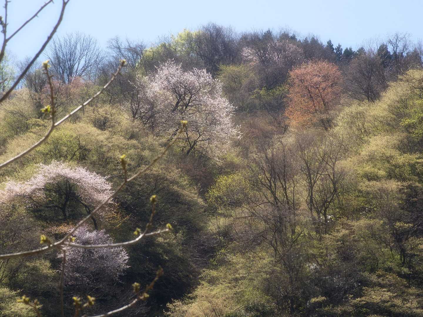 新緑と桜