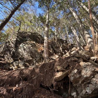 アスレチック的！