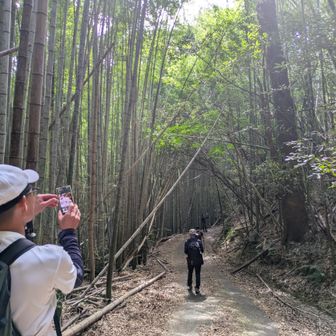 下山時の竹林✨