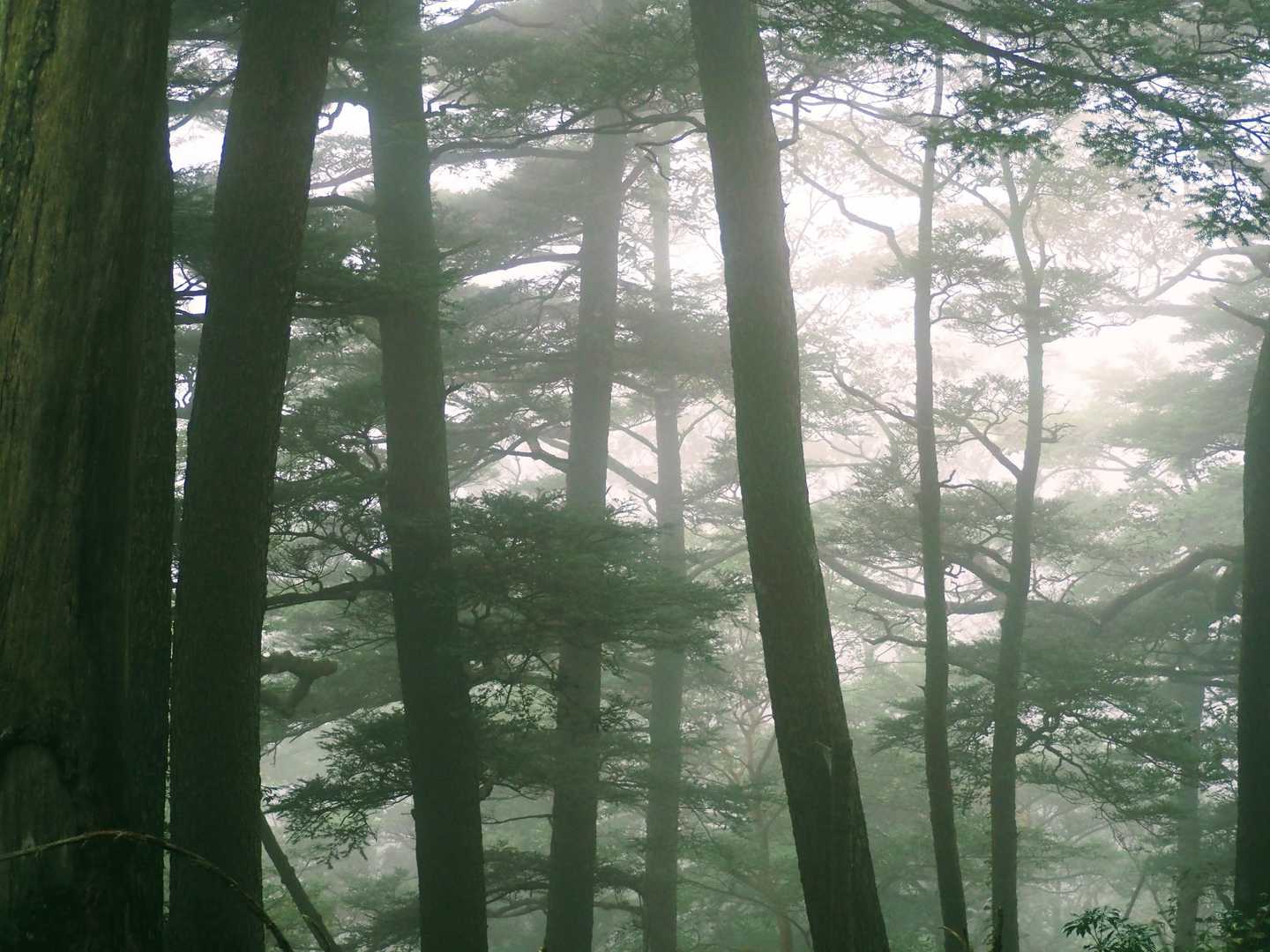 鹿納山登山口-鹿納谷登山口-鹿納山 往復コースの写真