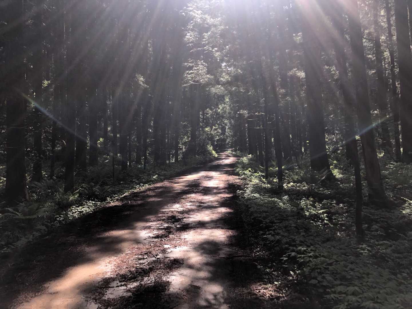 最初はこんな林道を歩きました。背の高い杉の木の間なので、涼しいです。