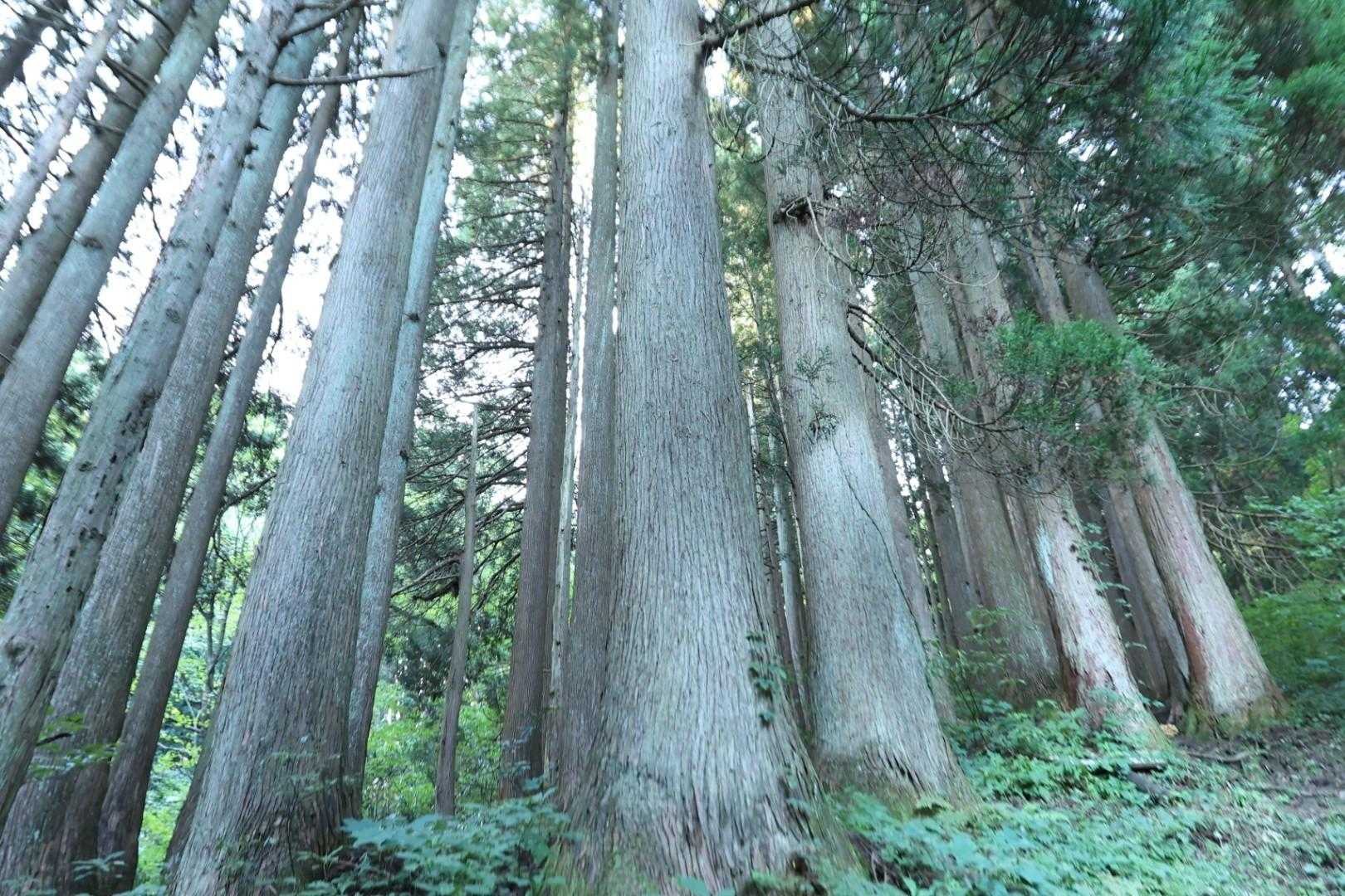 牛岳 周回コースの写真
