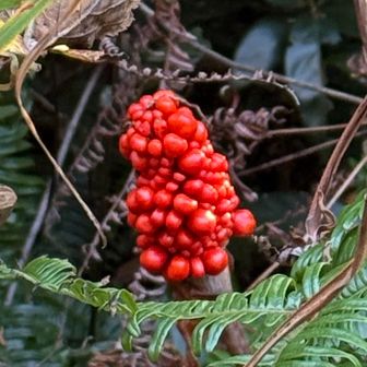 マムシ草……気持ち悪い😩

∞----------------------------‪𓏲𓎨ෆ ̖́-‬

宮路山と五井山は海が見えてお気に入りのお山です♡♡何度か行ったことありますが、毎回風が強いです💦
日差しも強いので日焼けに気をつけないとです💦

今回も山ごはん楽しかった(*´艸`)
ぬい活も楽しい♡
写活も好きなのでやりたい事がいっぱいです。