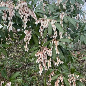 白い花、アセビ