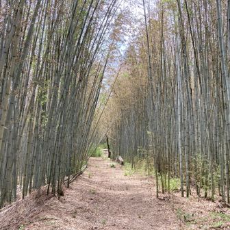 竹林
