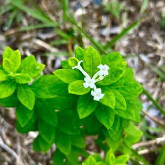 コガンピの花を撮っていて、振り向くと！！