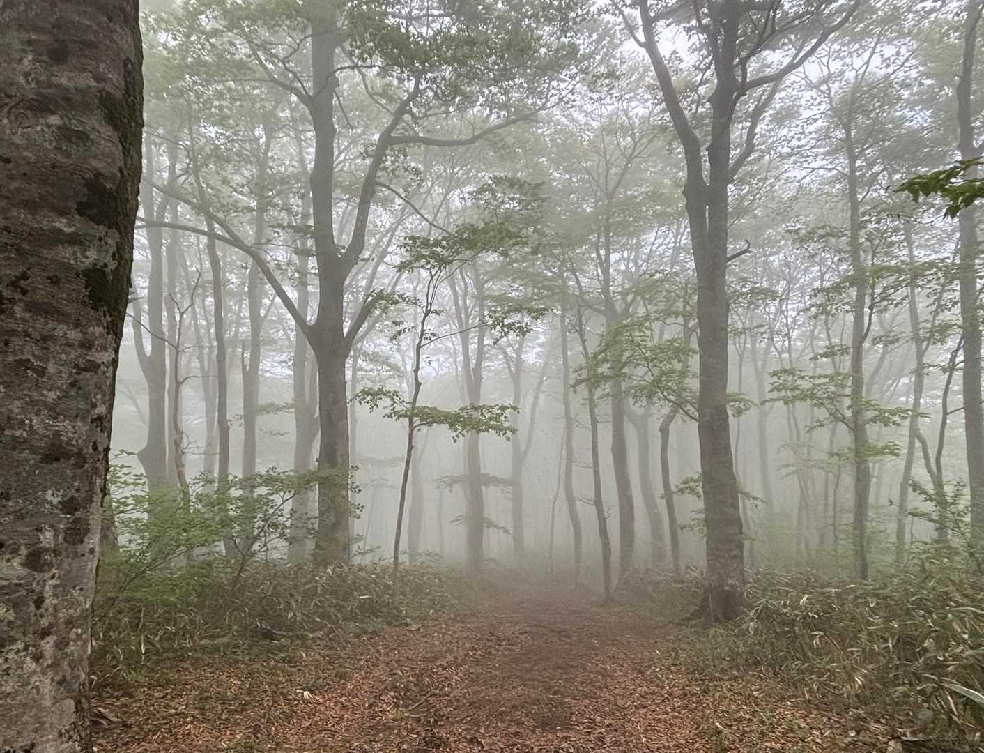 大万木山 往復コースの写真