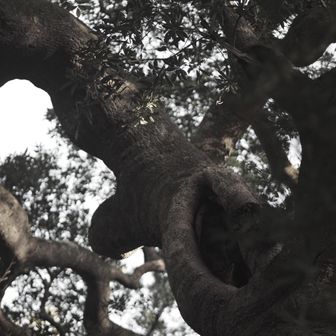 なんじゃもんじゃの木