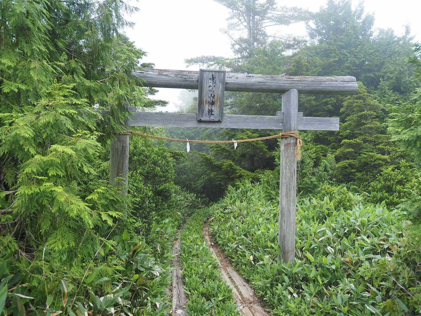 四十八池と大沼池の分岐まで下ってきました。