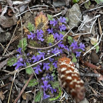 キランソウ咲いていた
手前に伸びているのはつくし😅