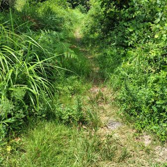 登山口までけっこう歩く。牛の糞に注意。