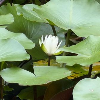 ハスの花が可憐でした