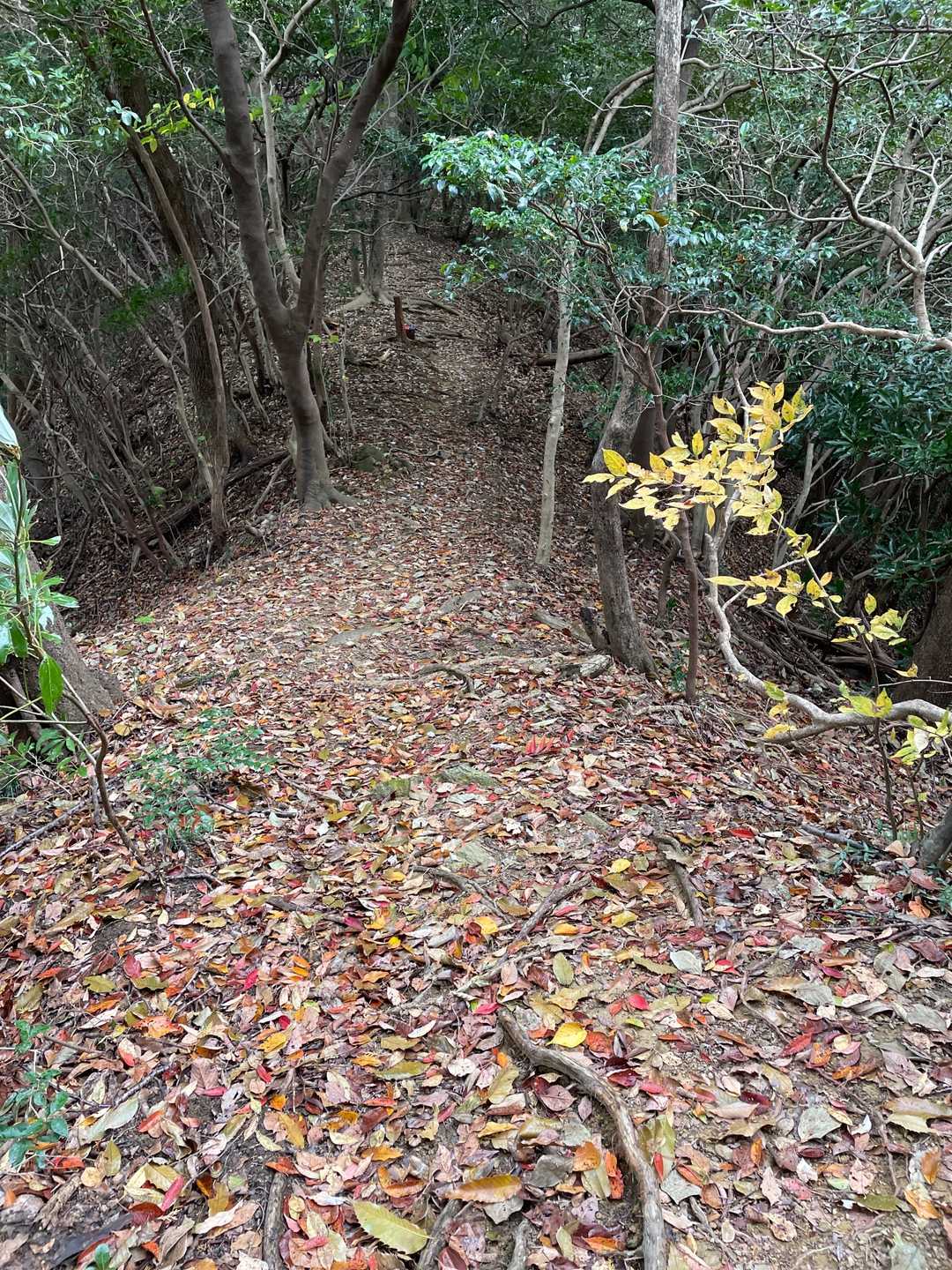山道も色とりどりの落ち葉が敷き詰められています